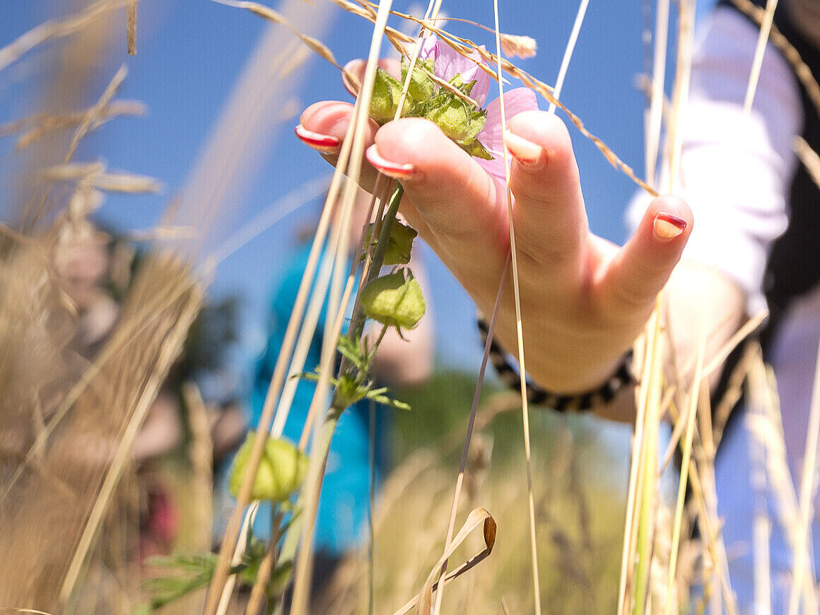 Führung Wiesenlandschaft Eine Person berührt eine Blume mit ihrer Hand