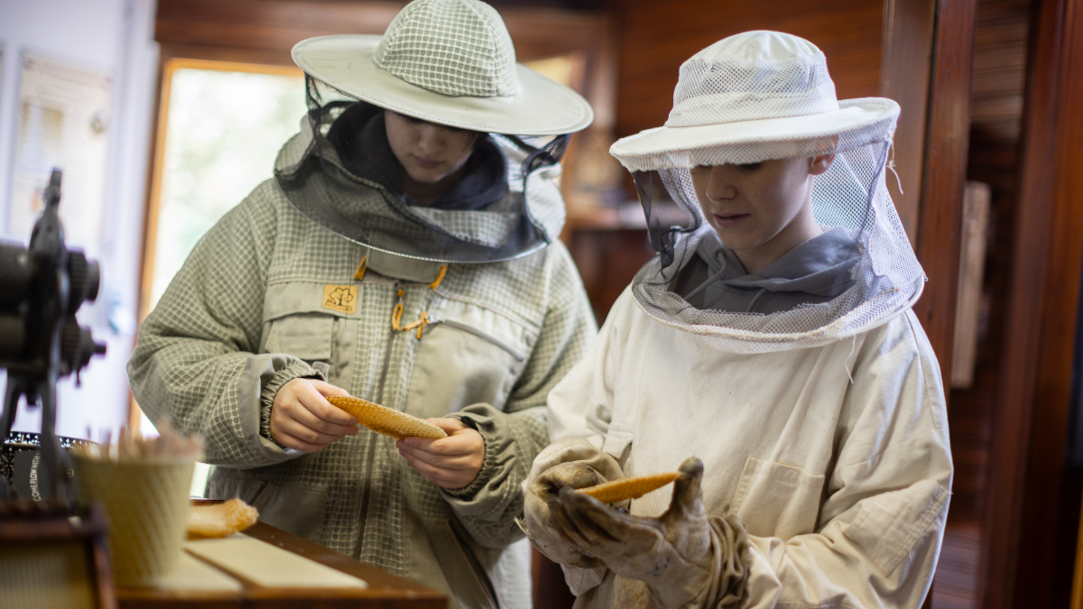 Schulprojekttag auf Haus Ripshorst im Bienenhaus Zwei Personen mit Schutzkleidung schauen sich Bienenwaben an